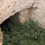 ...anche davanti all�entrata di un ipogeo scavato nel tufo